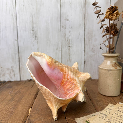 Antique Horned Queen Conch Pink Shell