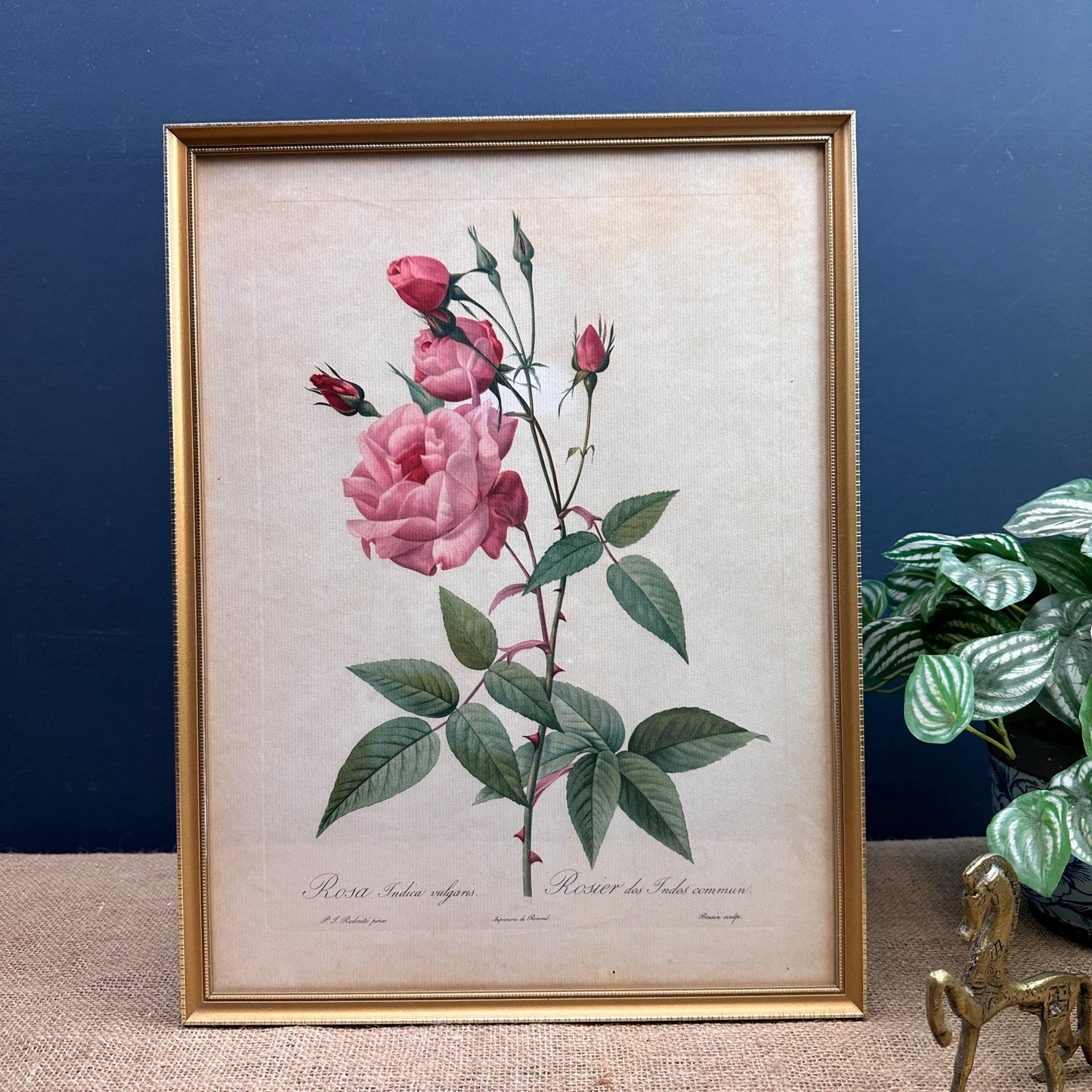 Vintage Still Life Floral, Art Print, Rosa Indica Valgaris Pierre Joseph Redoute