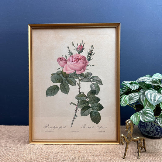 Vintage Still Life Floral, Art Print, bifera offianalis Pierre Joseph Redoute