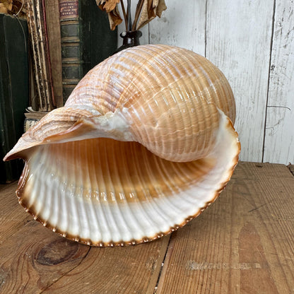 Large Antique Tonna Gale Sea Snail Seashell