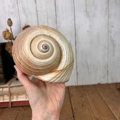 Large Antique Tonna Gale Sea Snail Seashell