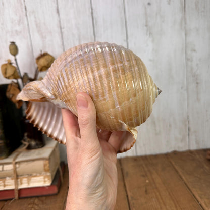 Large Antique Tonna Gale Sea Snail Seashell