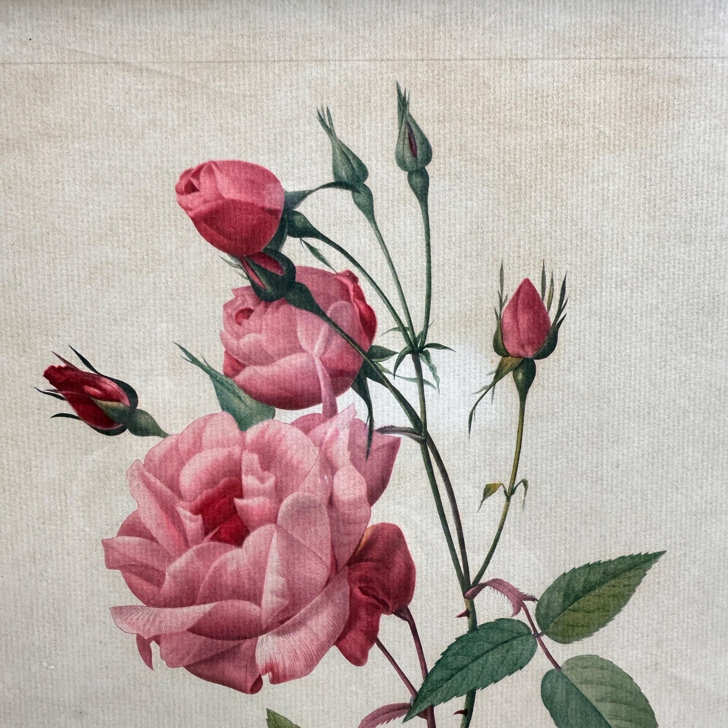 Vintage Still Life Floral, Art Print, Rosa Indica Valgaris Pierre Joseph Redoute