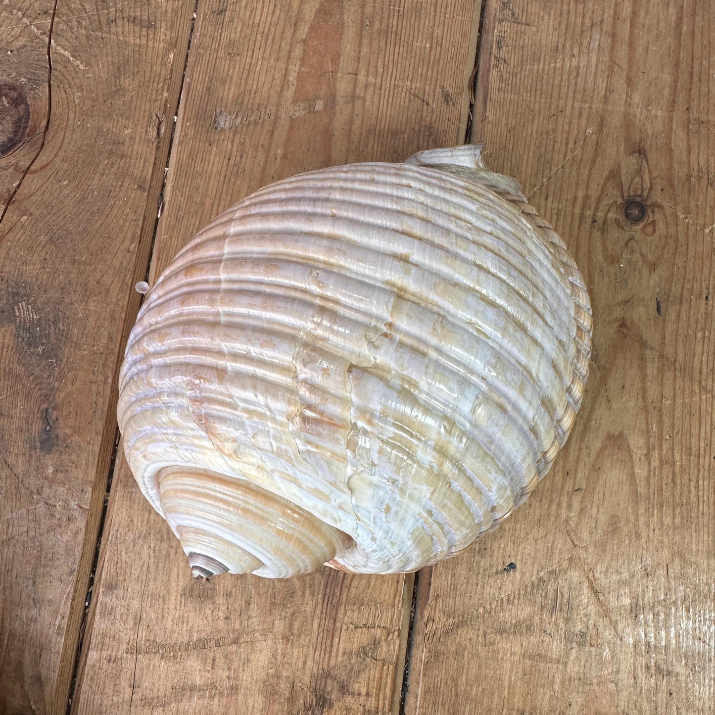 Large Antique Tonna Gale Sea Snail Seashell