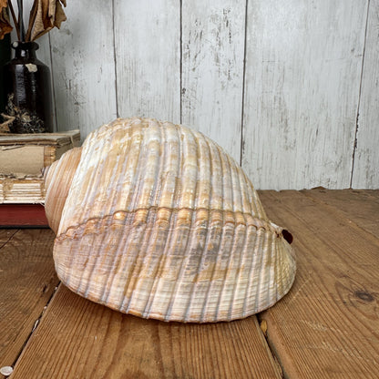 Large Antique Tonna Gale Sea Snail Seashell