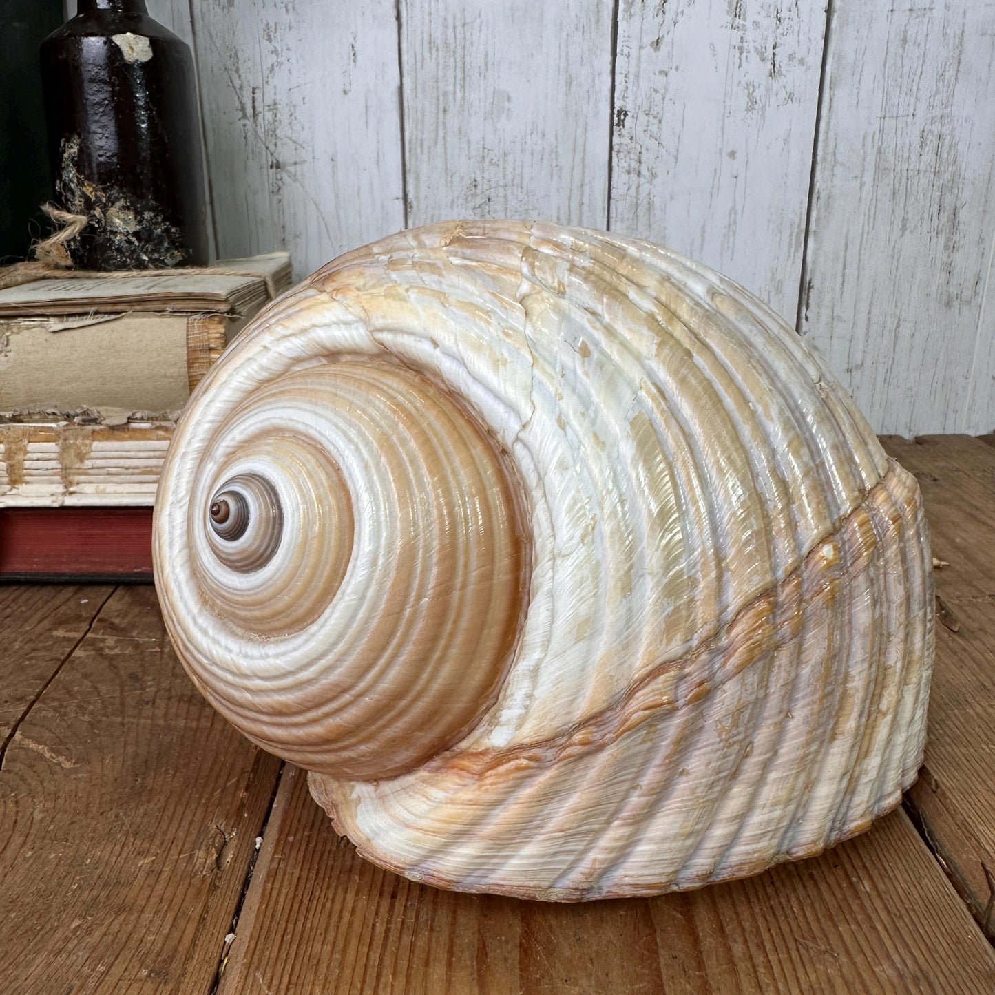 Large Antique Tonna Gale Sea Snail Seashell