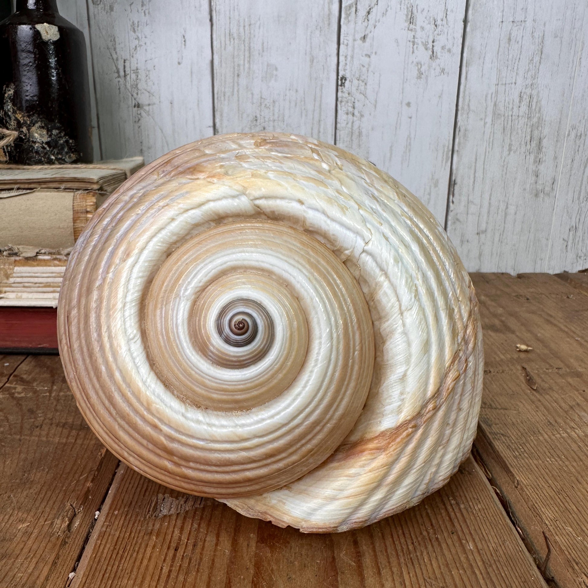 Large Antique Tonna Gale Sea Snail Seashell